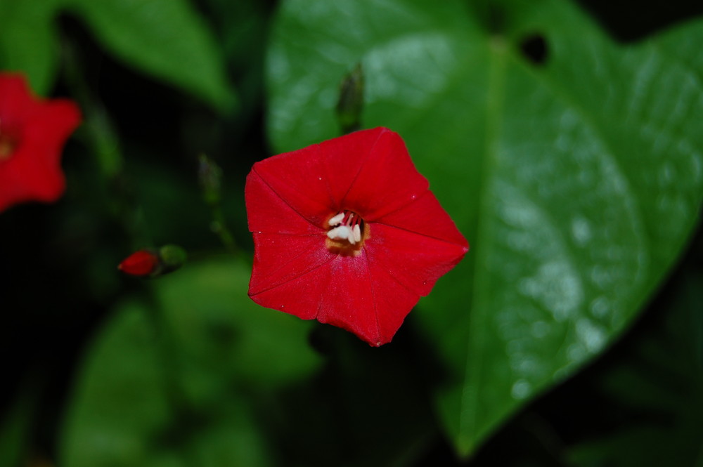 Rote Kletterpflanze Foto & Bild pflanzen, pilze & flechten, blüten