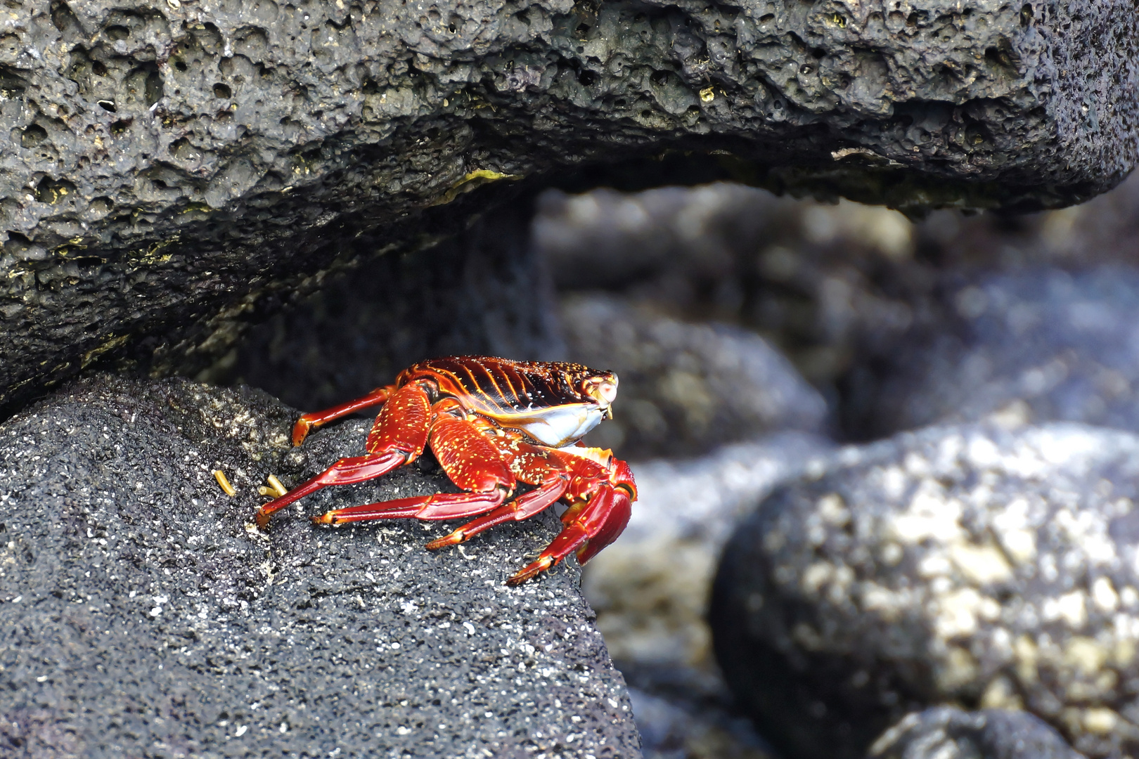 Rote Klippenkrabbe