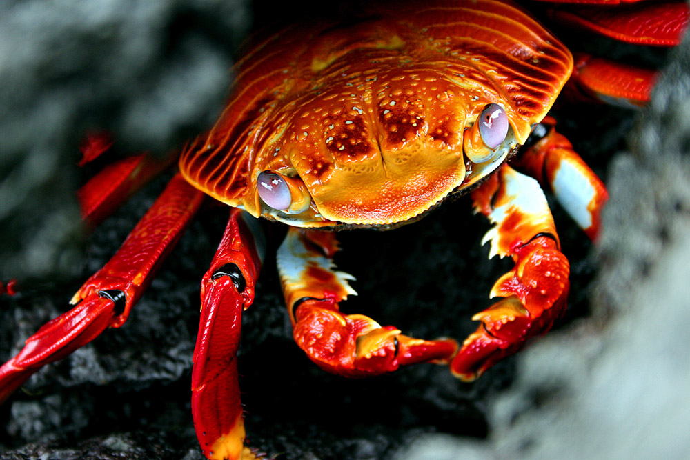 Rote Klippenkrabbe Foto Bild tiere wildlife krebse Rote Klippenkrabbe Foto Bild tiere wildlife krebse