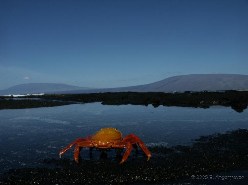 Rote Klippenkrabbe Galapagos