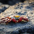 Rote Klippenkrabbe Galapagos