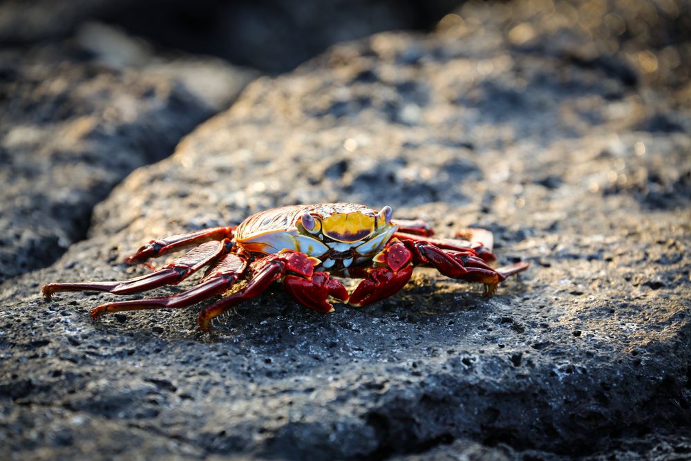 Rote Klippenkrabbe Galapagos