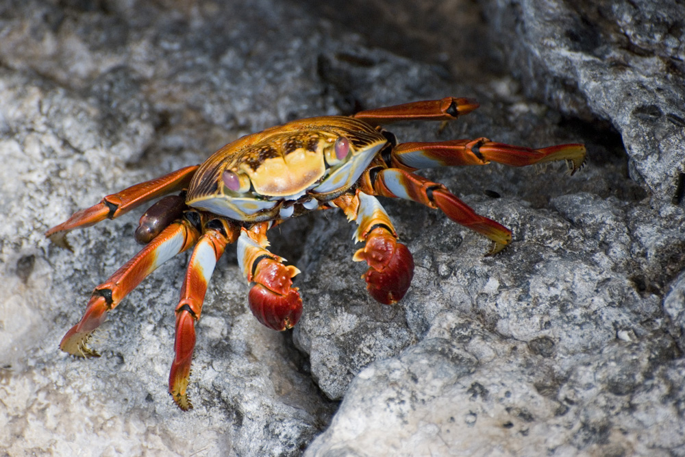 Rote Klippenkrabbe (Galapagos Archipel)