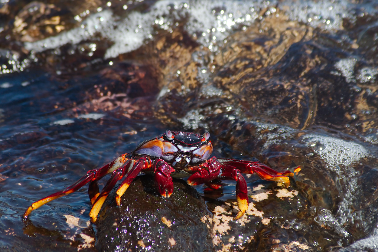 Rote Klippenkrabbe (Grapsus adscensionis) ?