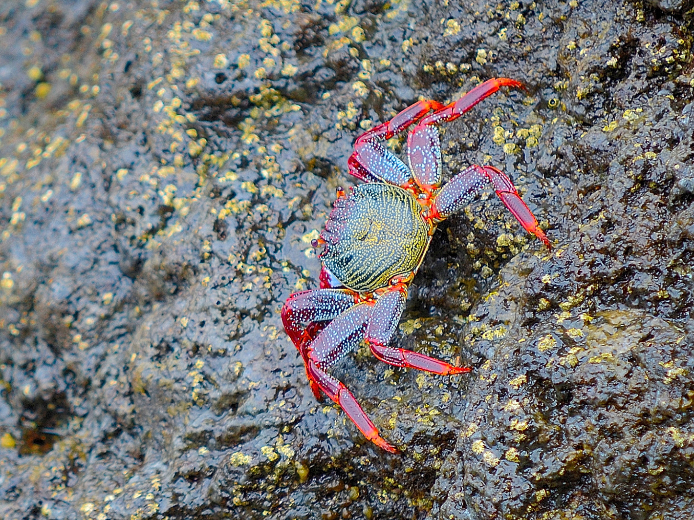 Rote Klippenkrabbe, (Grapsus grapsus), Grapsus grapsus, 