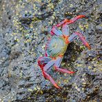 Rote Klippenkrabbe, (Grapsus grapsus), Grapsus grapsus, 