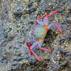 Rote Klippenkrabbe, (Grapsus grapsus), Grapsus grapsus, 