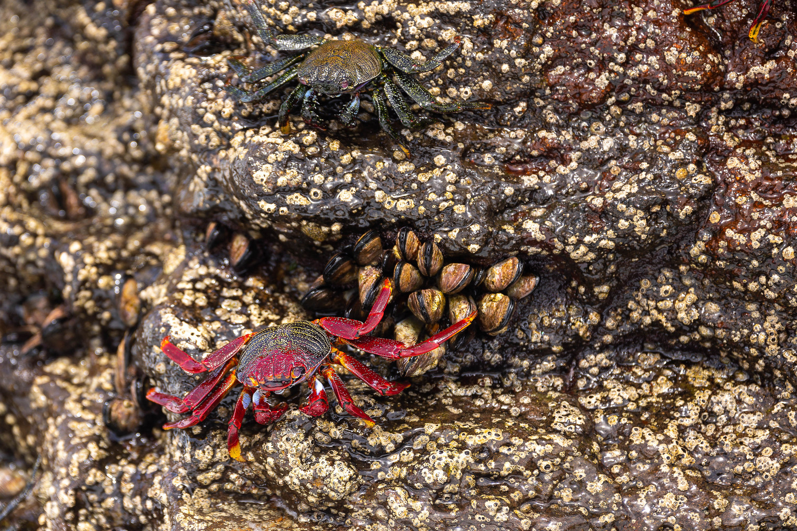 Rote Klippenkrabbe mit Jungem