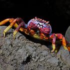 Rote Klippenkrabbe, Teneriffa, Puerto de la Cruz.