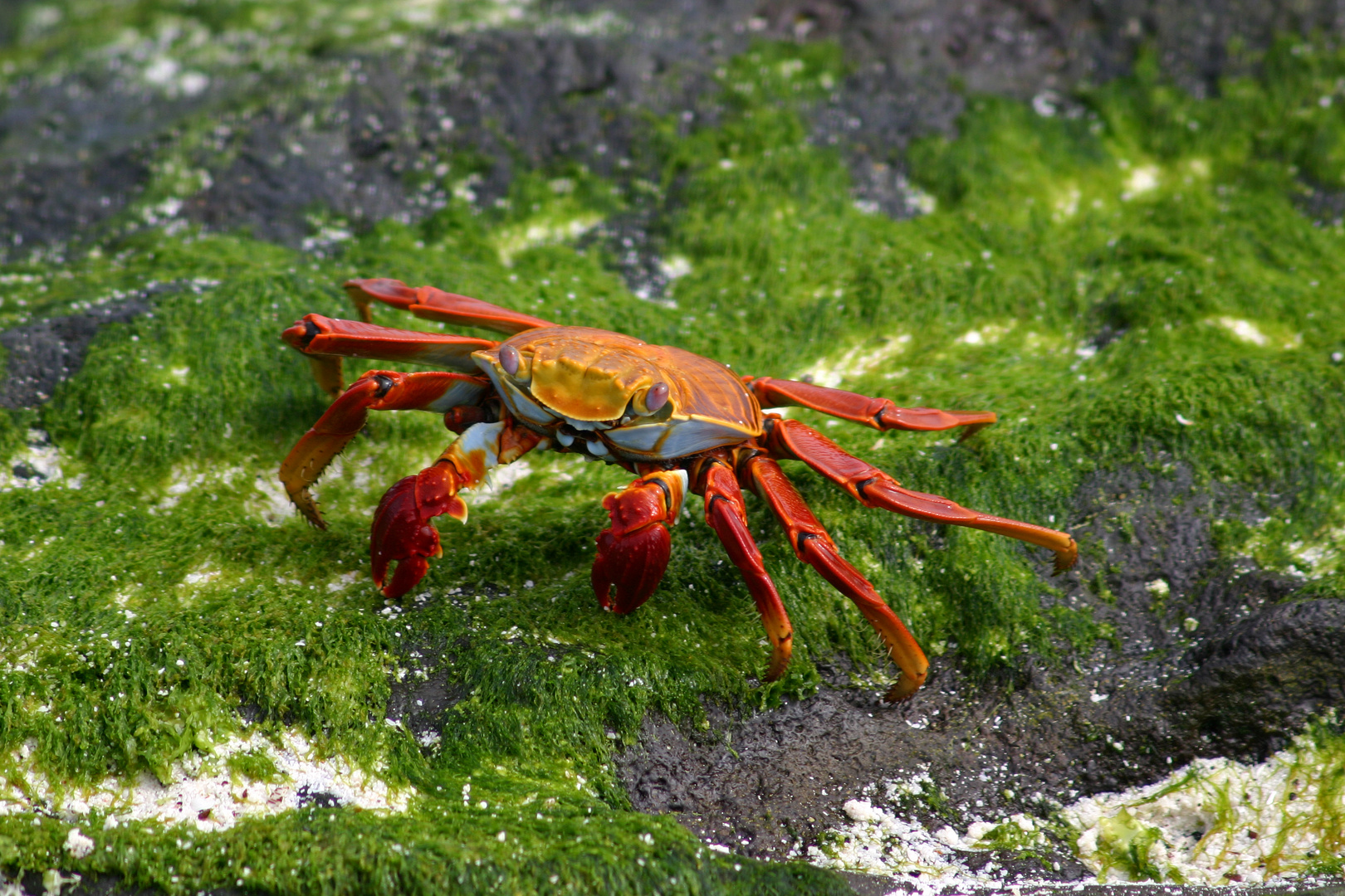 Rote Klippkrabbe auf Galapagos