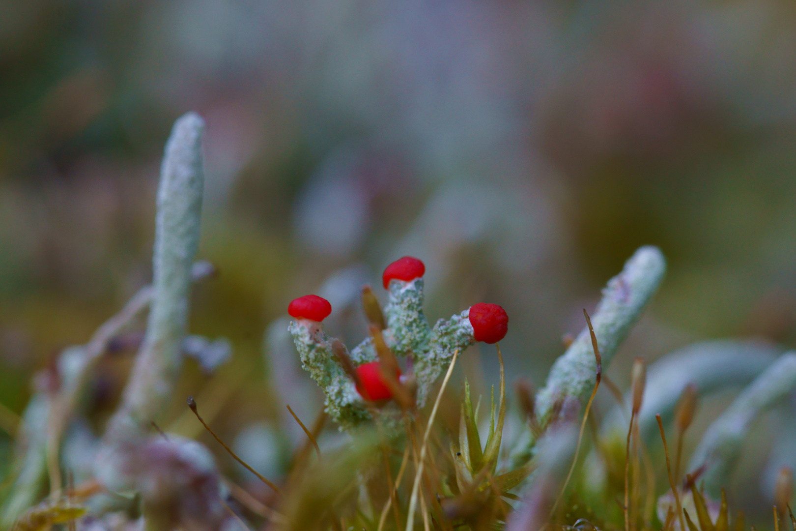 Rote Köpfe im Moospolster