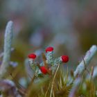 Rote Köpfe im Moospolster