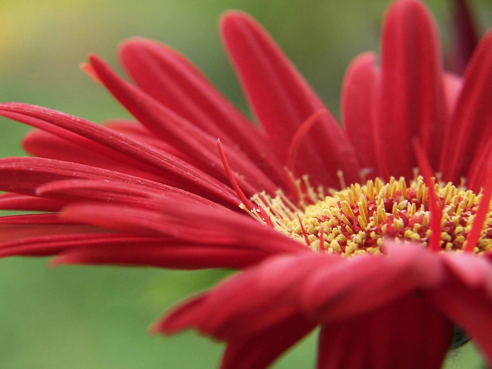 Rote Kornblume?