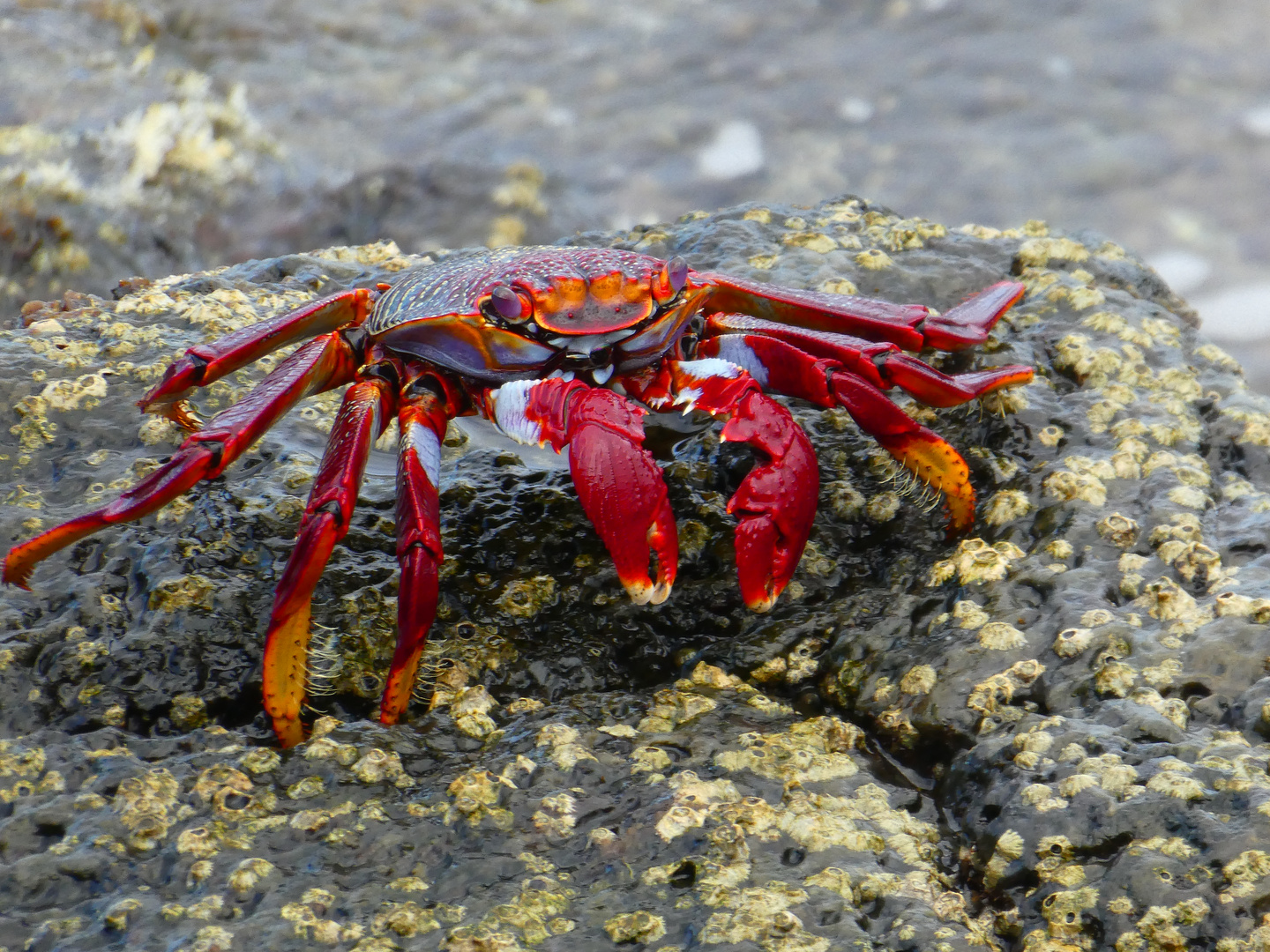 Rote Krabbe 