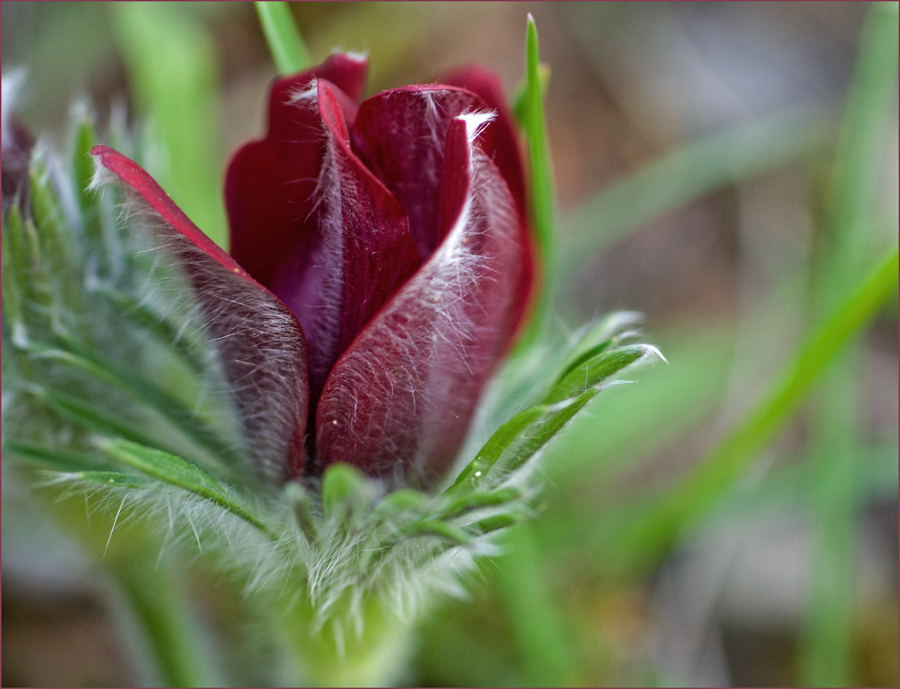 Rote Küchenschelle