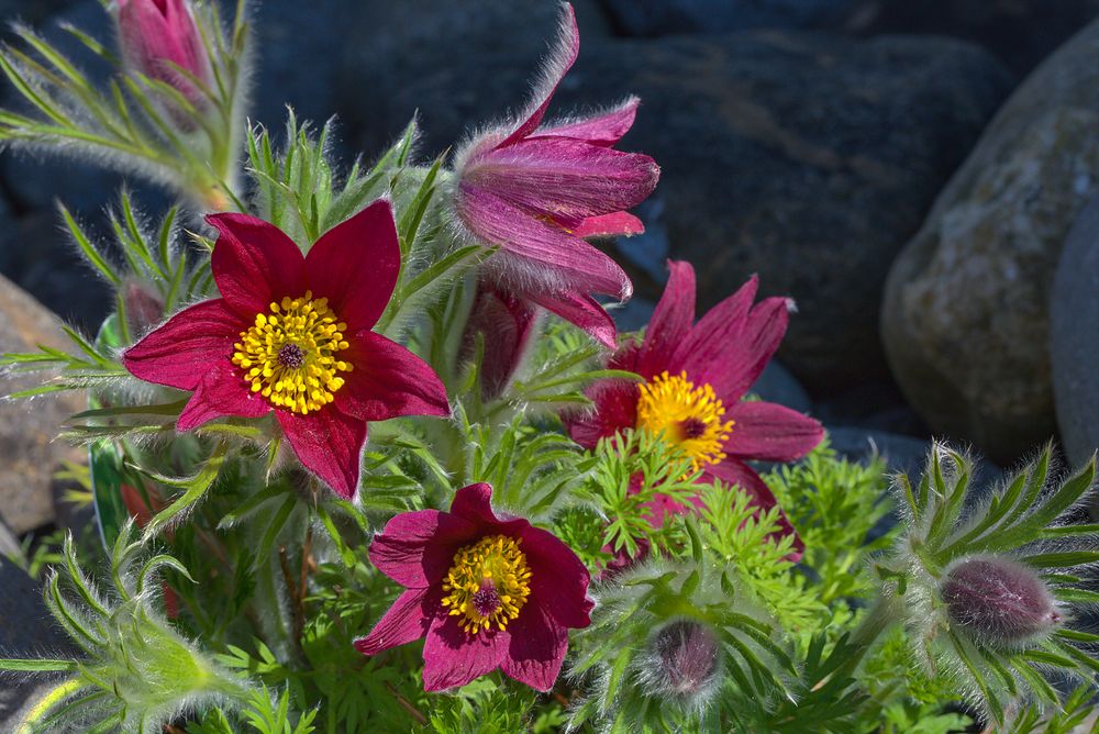 Rote Küchenschellen im Steingarten