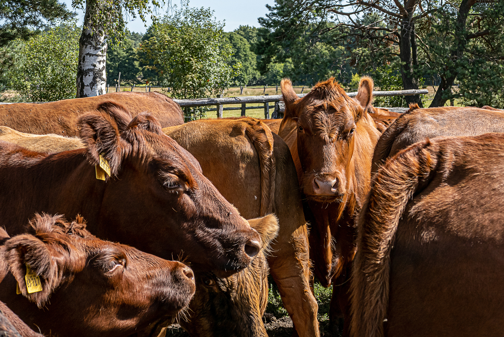 Rote Kühe in der Heide - die Wilseder Roten