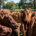 Rote Kühe in der Heide - die Wilseder Roten