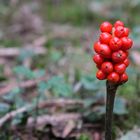 rote Kugel