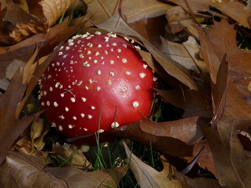 Rote Kugel mit Tupfen