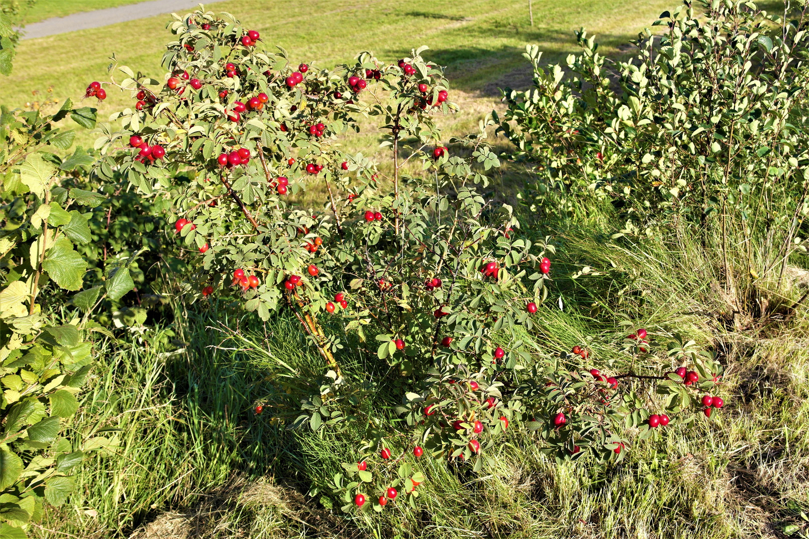 Rote Kugeln