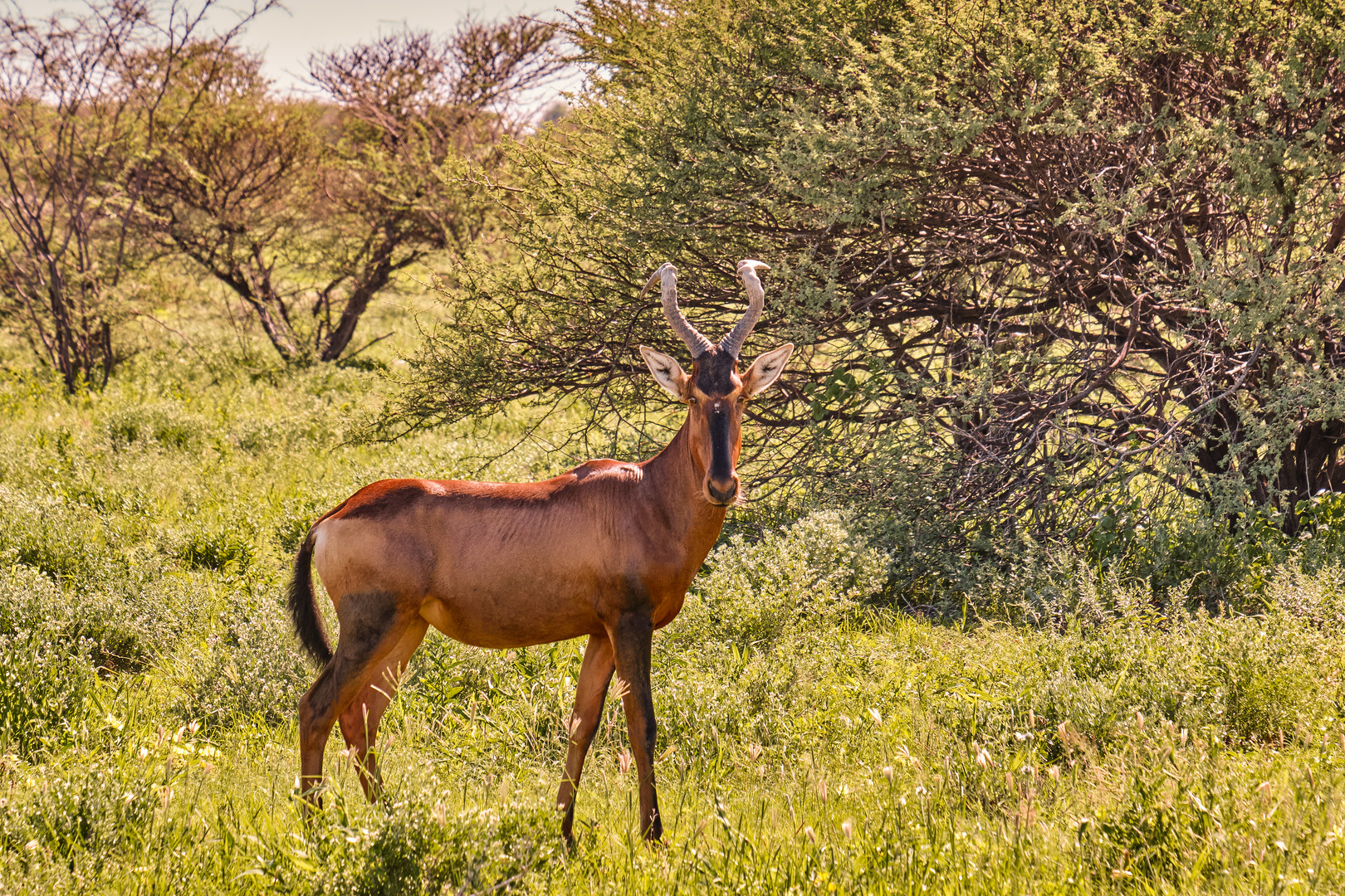 Rote Kuhantilope (Red Hartebeest) 2