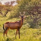 Rote Kuhantilope (Red Hartebeest) 2