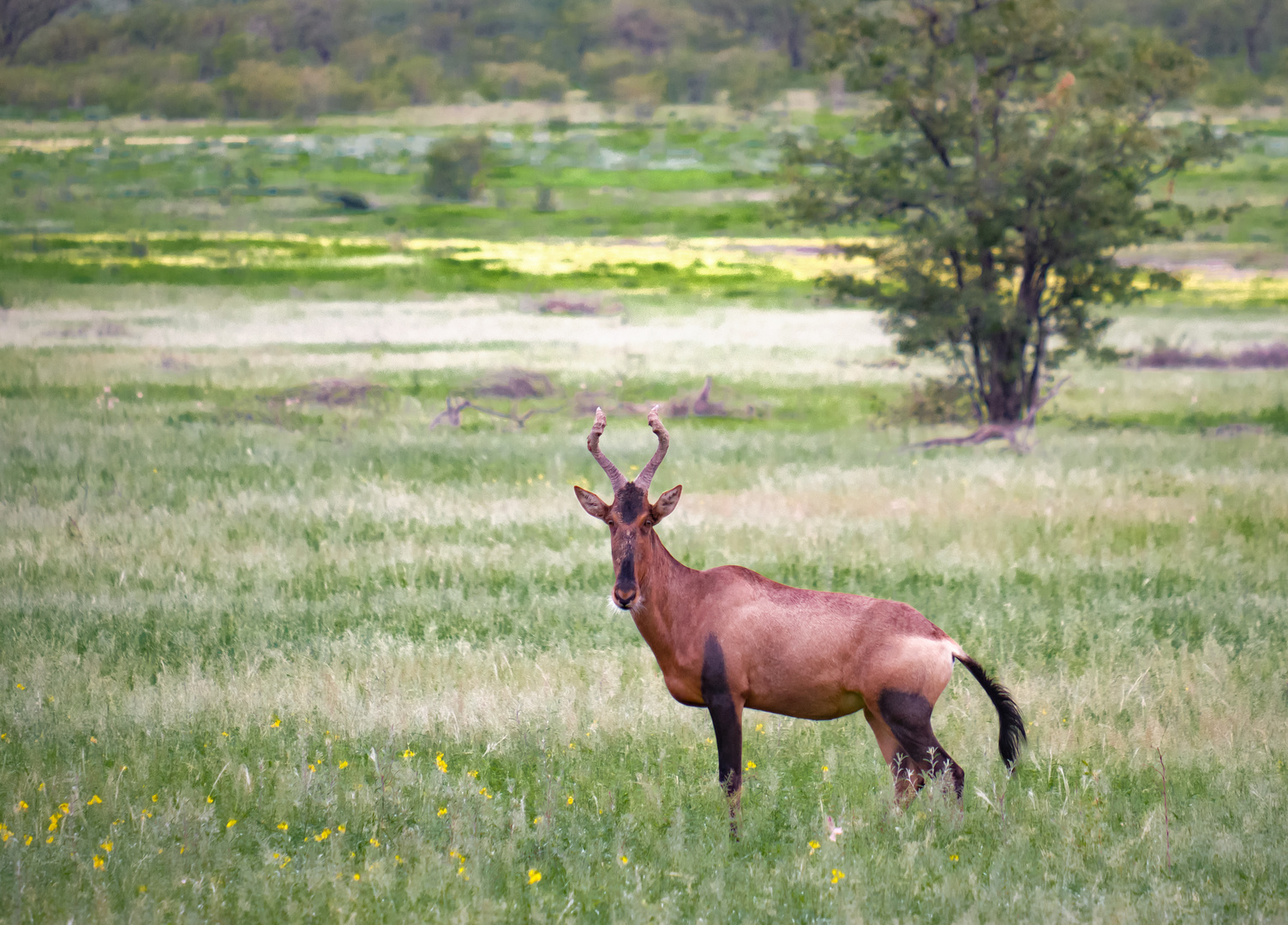 Rote Kuhantilope (Red Hartebeest)