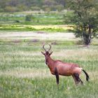 Rote Kuhantilope (Red Hartebeest)