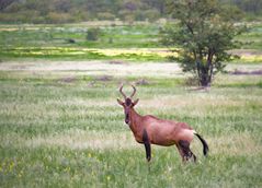 Rote Kuhantilope (Red Hartebeest)