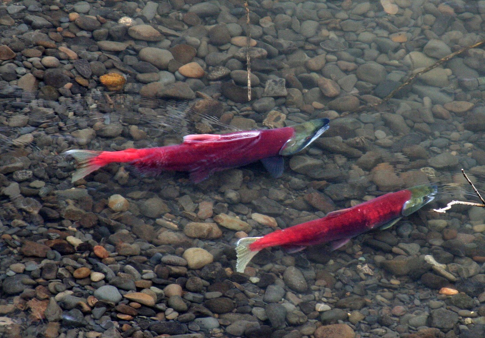 Rote Lachse (1) (Sokeye-Lachse (Oncorhynchus nerka)