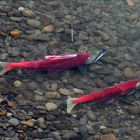 Rote Lachse (1) (Sokeye-Lachse (Oncorhynchus nerka)