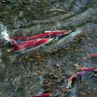 Rote Lachse (2) Sokeye-Lachse (Oncorhynchus nerka)