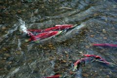 Rote Lachse (2) Sokeye-Lachse (Oncorhynchus nerka)