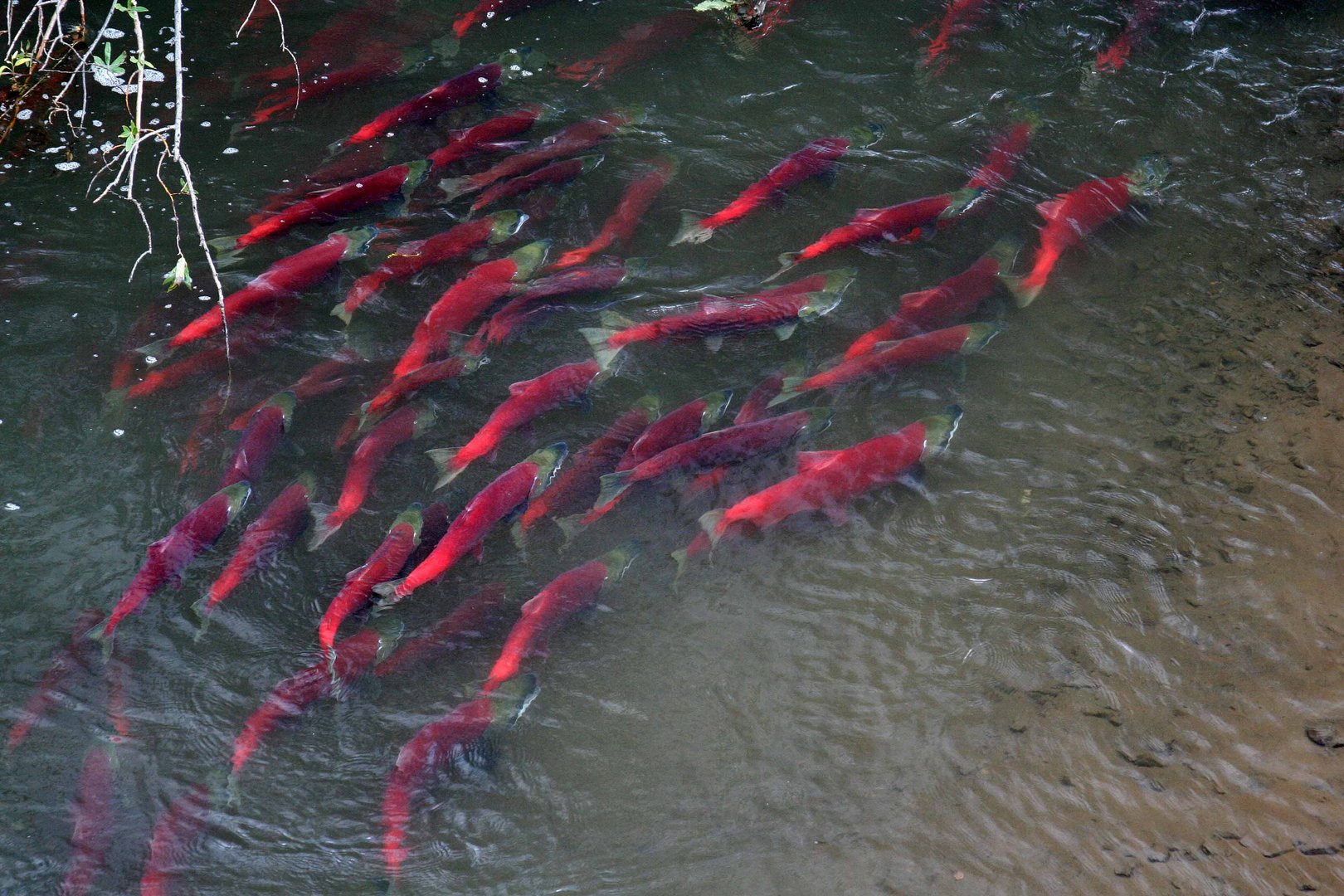 Rote Lachse (3) Sokeye-Lachse (Oncorhynchus nerka