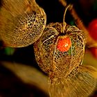 ROTE LAMPIONBLUME  (Physalis alkekengi) 