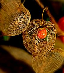 ROTE LAMPIONBLUME  (Physalis alkekengi) 