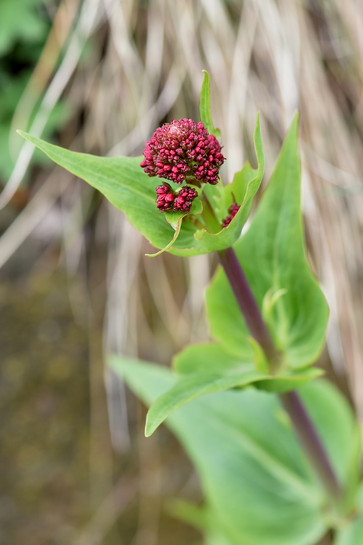 rote Laterne