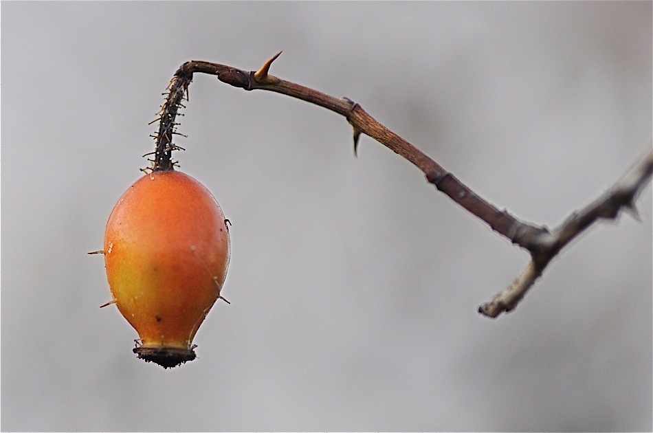 Rote Laterne