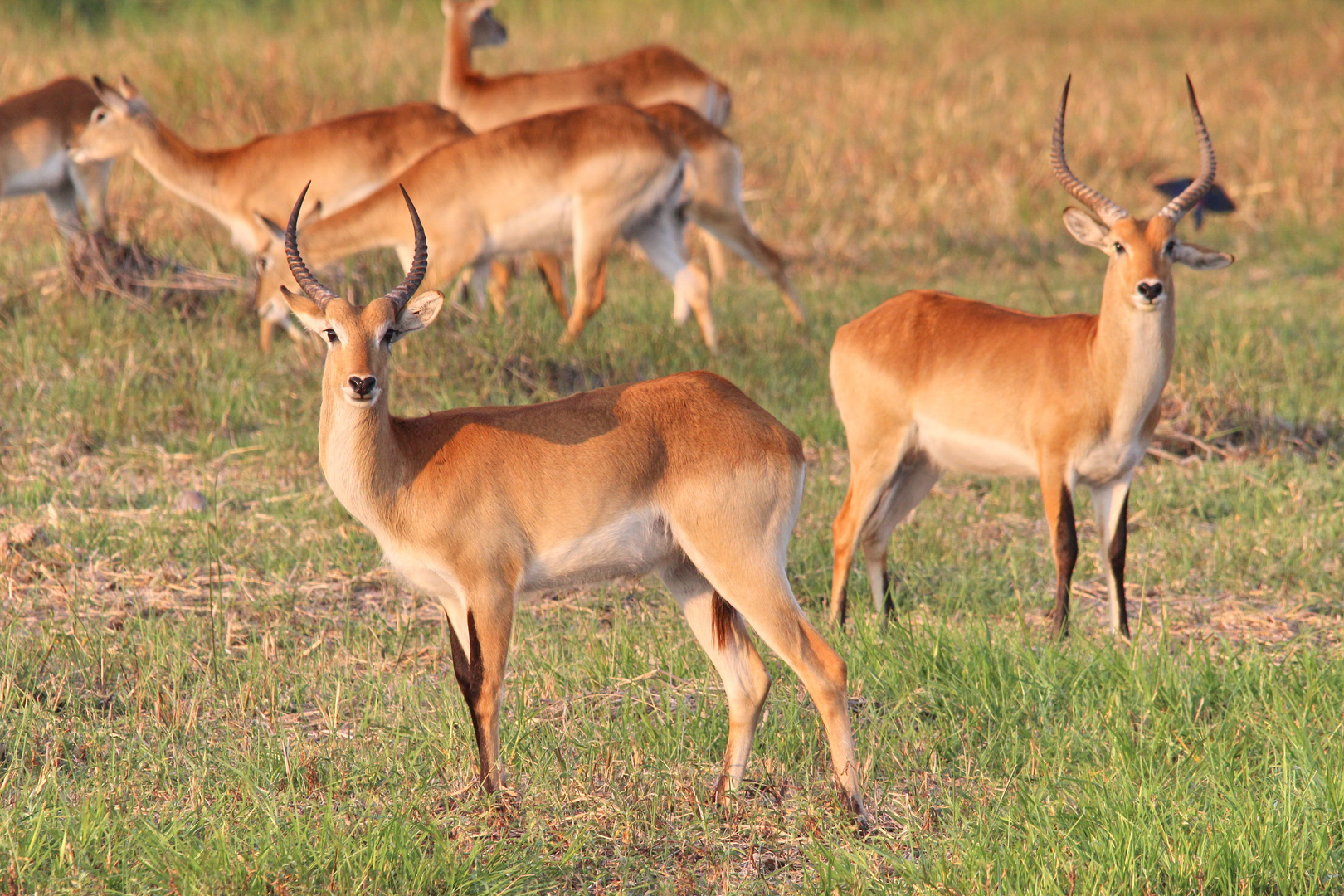 Rote Lechwe-Antilopen