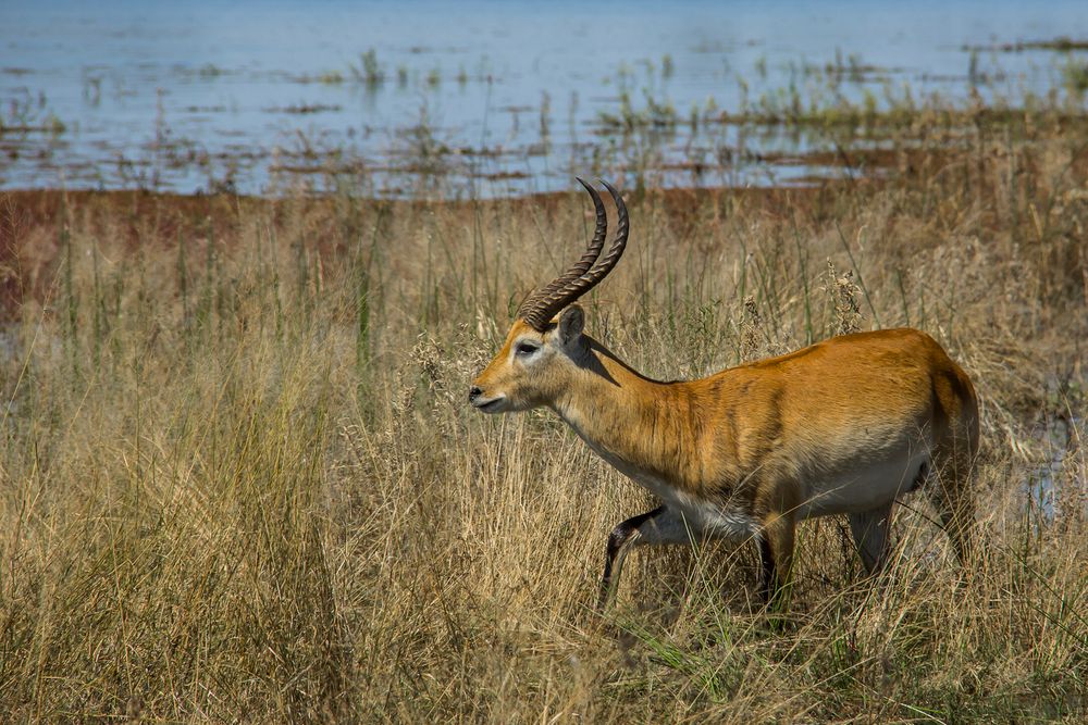 Rote Letschwe Antilope