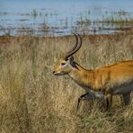 Rote Letschwe Antilope