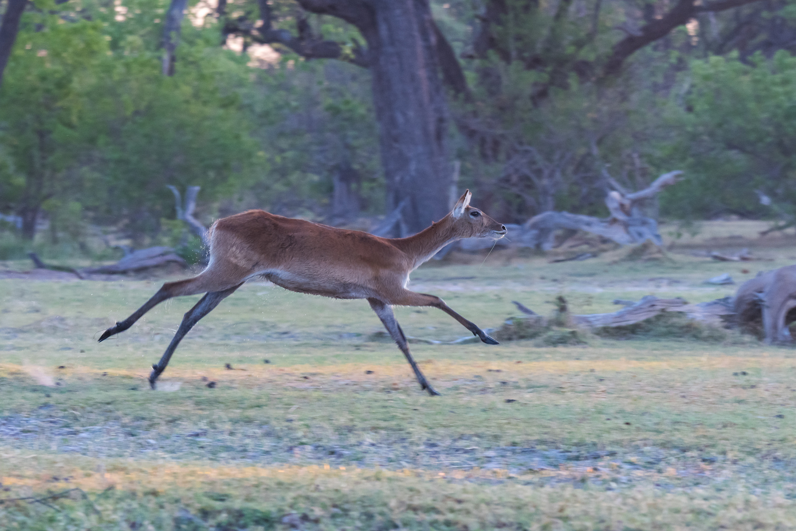 Rote Letschwe Antilope