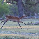 Rote Letschwe Antilope