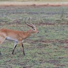 Rote Letschwe Antilope