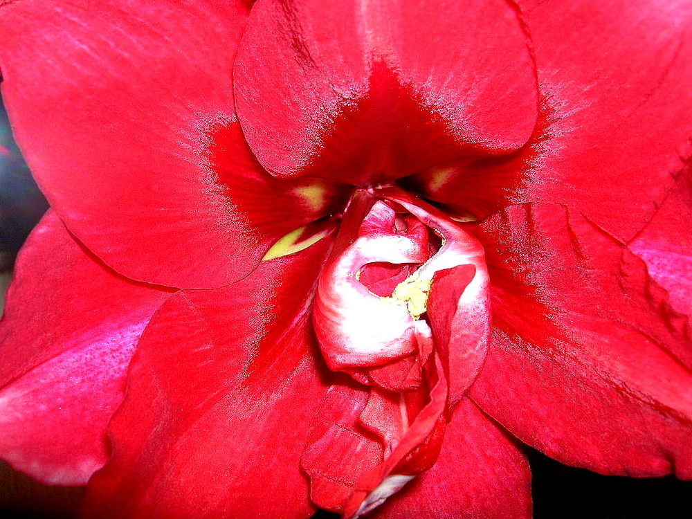 Rote leuchtende Amaryllis