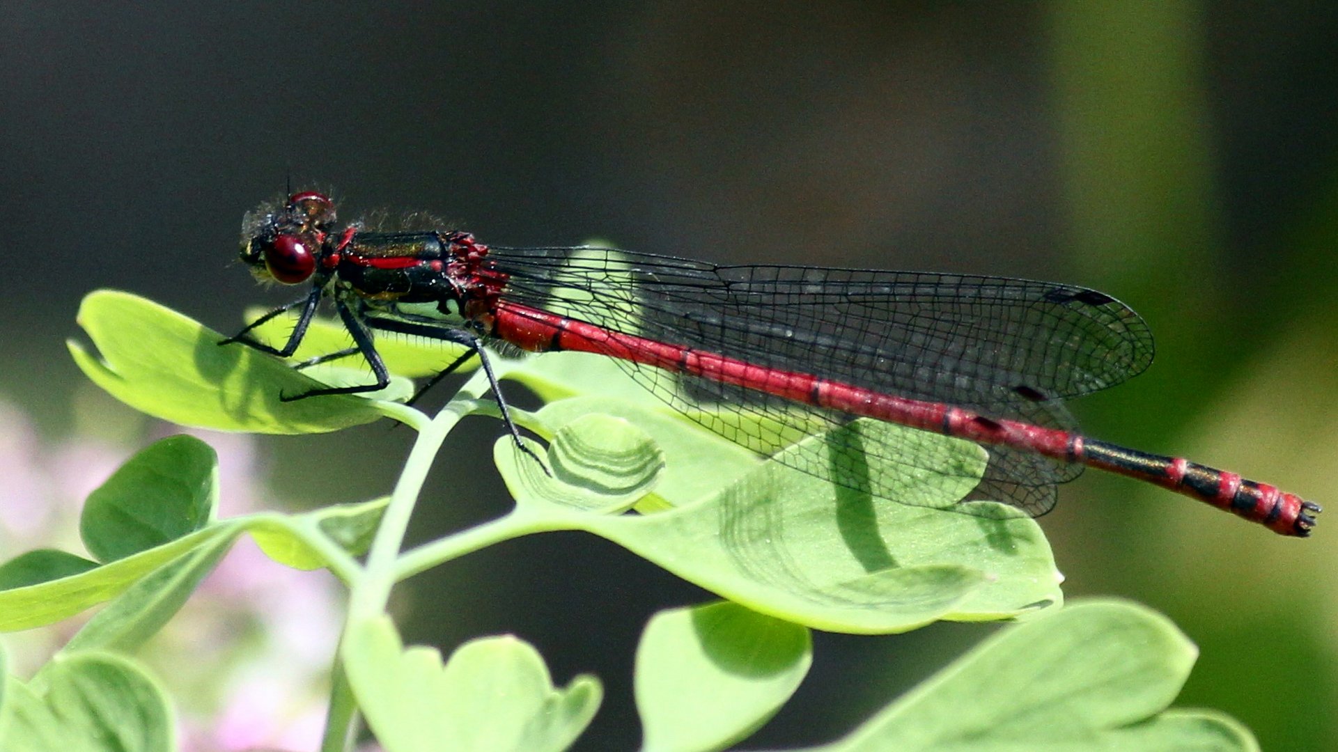 Rote Libelle