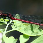 Rote Libelle