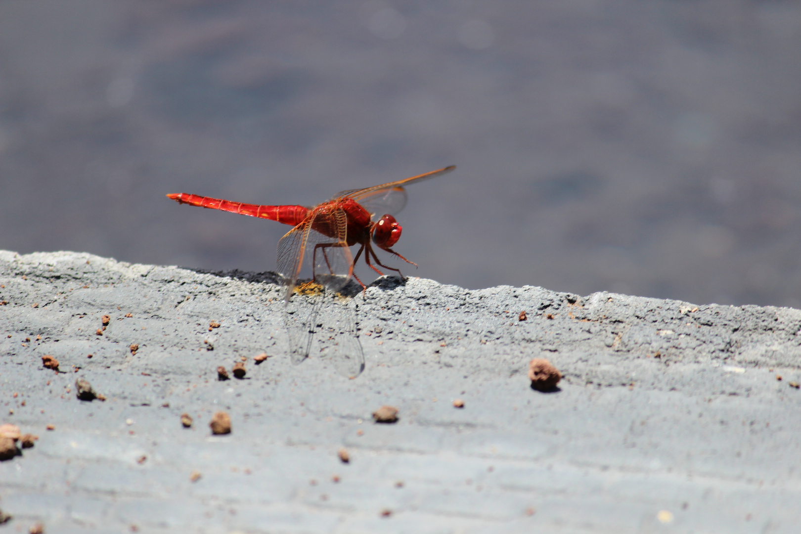 Rote Libelle