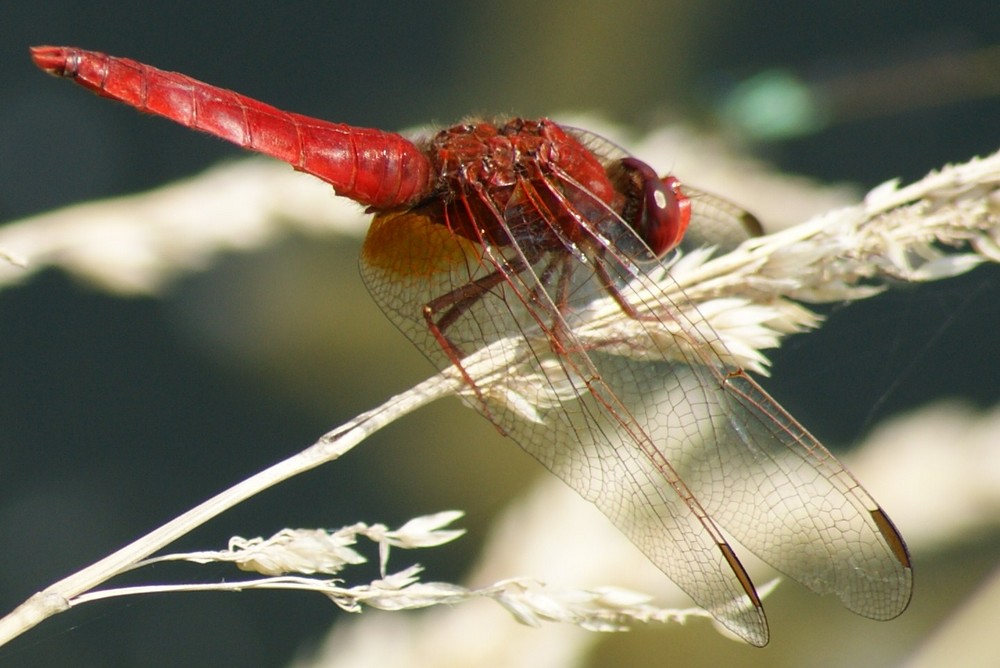 Rote Libelle